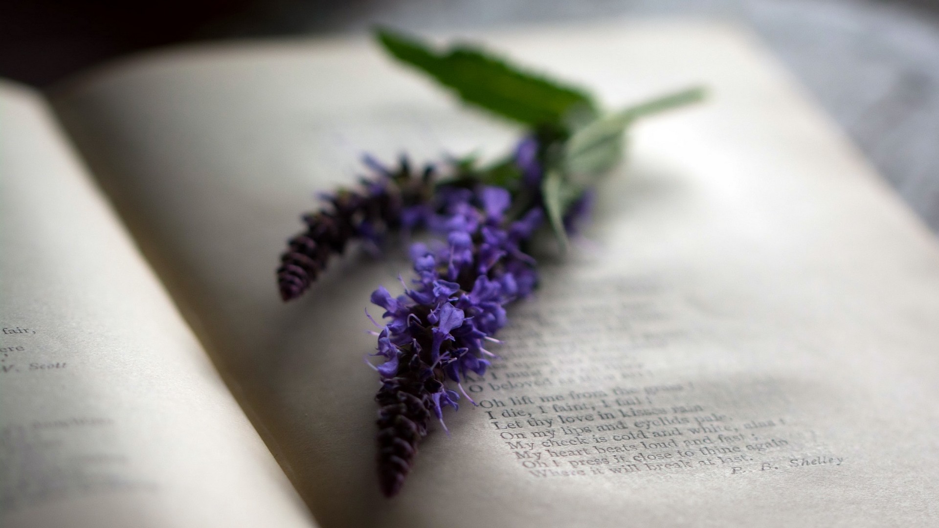 Akademischer Ghostwriter Werden